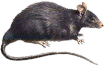 Roof Rat